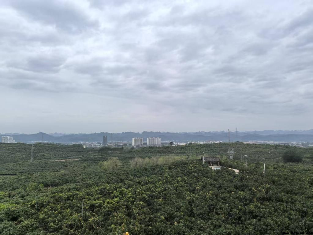 AI助力芒乡果农扩销路——广西田东乡村振兴见闻